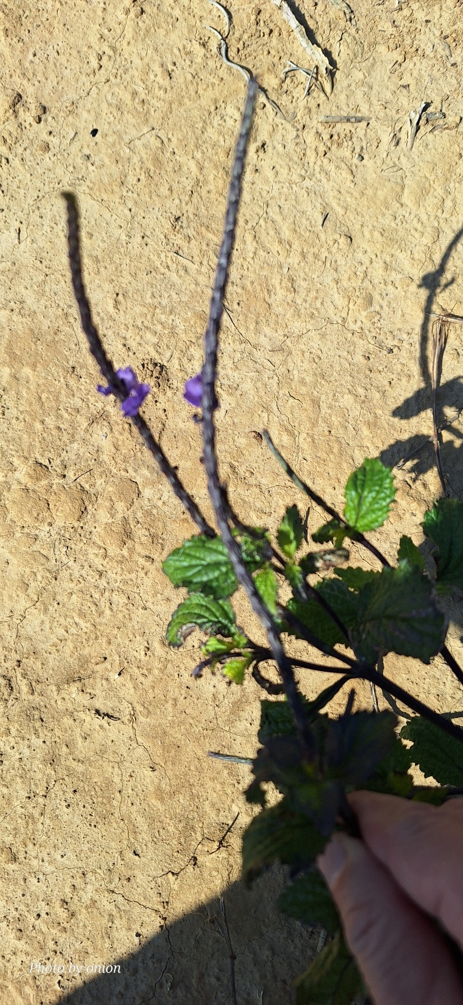 Imagem de Gervão-roxo