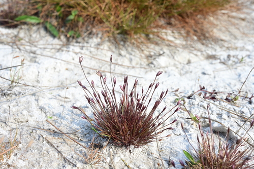 Centrolepis banksii observed 2024-12-28