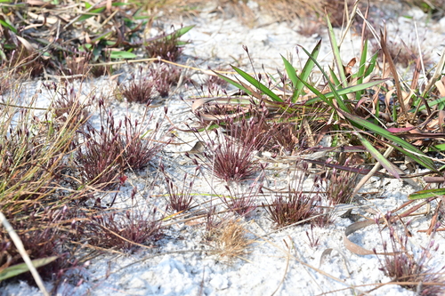 Centrolepis banksii observed 2024-12-28