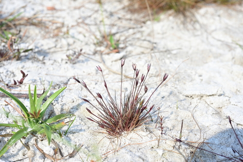 Centrolepis banksii observed 2024-12-28