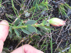 Liparia splendens comantha