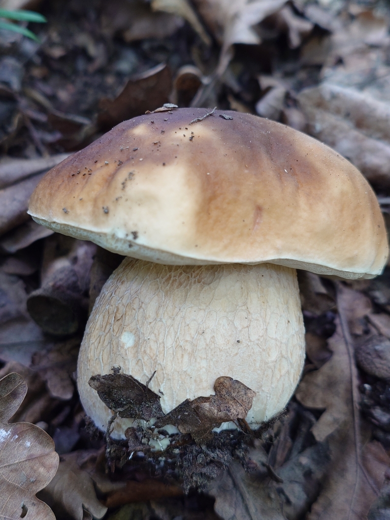 Boletus edulis · January 2025 · photo: © bythepark (iNaturalist, cc-by-nc)