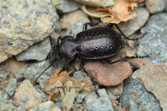 Calosoma tepidum
