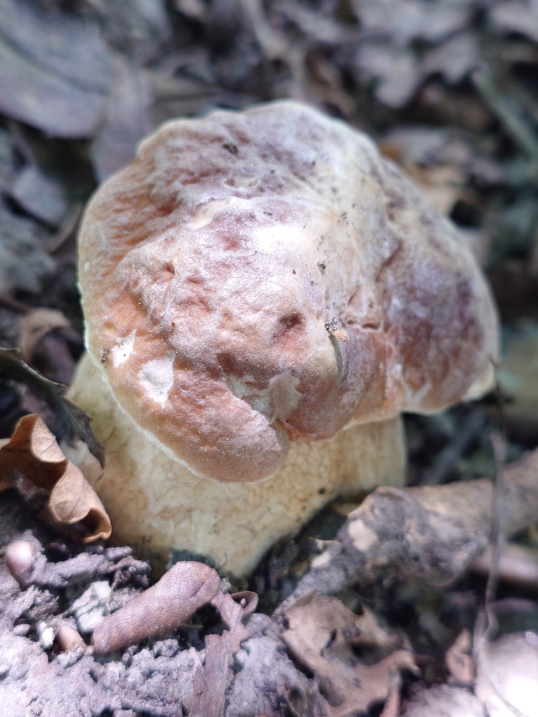 Boletus edulis · January 2025 · photo: © bythepark (iNaturalist, cc-by-nc)