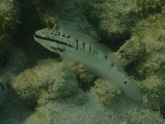 Amblygobius stethophthalmus