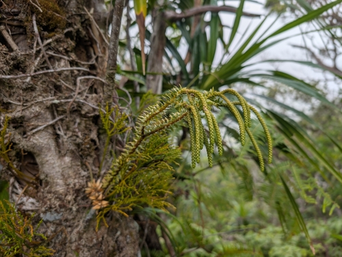 Image of Phlegmariurus phyllanthus by (c) Damien Wallace, some rights reserved (CC BY)