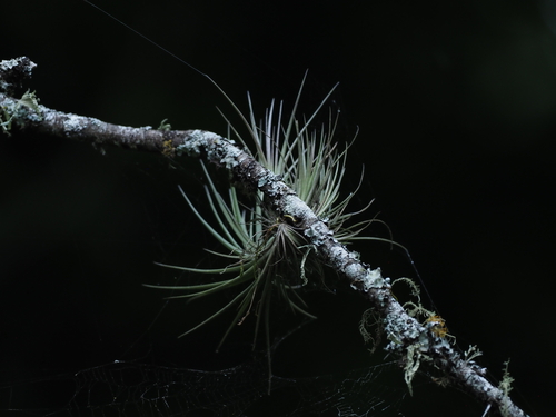 Image of Tillandsia tenuifolia by (c) Rosario, some rights reserved (CC BY)