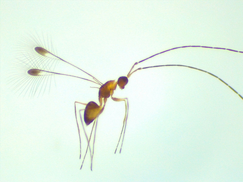 Wasp
