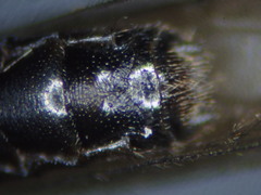 Leuctrinae