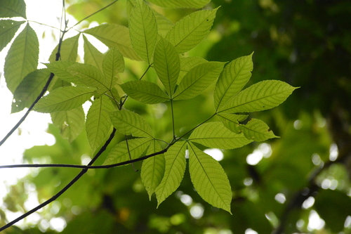 Paw-paw (Caryocar costaricense)