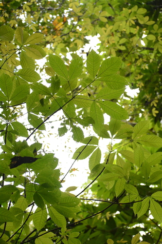 Image of Caryocar costaricense by (c) Siddarth Machado, some rights reserved (CC BY)