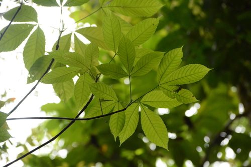 Image of Caryocar costaricense by (c) Siddarth Machado, some rights reserved (CC BY)