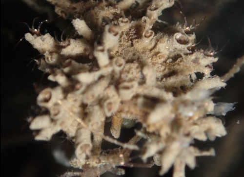 Ericthonius brasiliensis observed 2025-01-16