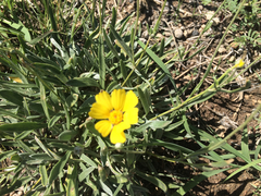 Tetraneuris argentea