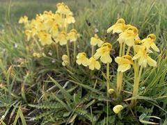 Pedicularis longiflora