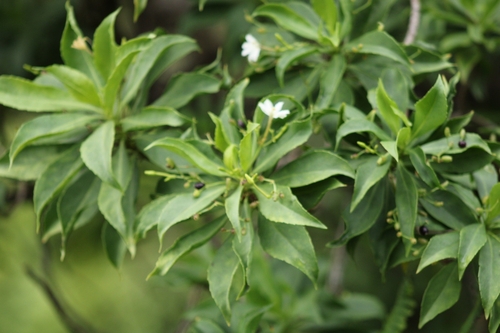 Image of Scaevola gaudichaudiana by (c) Damien Wallace, some rights reserved (CC BY)