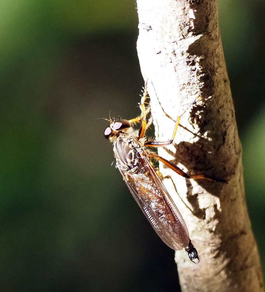 Zosteria ruspata