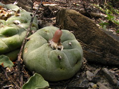 Lophophora diffusa