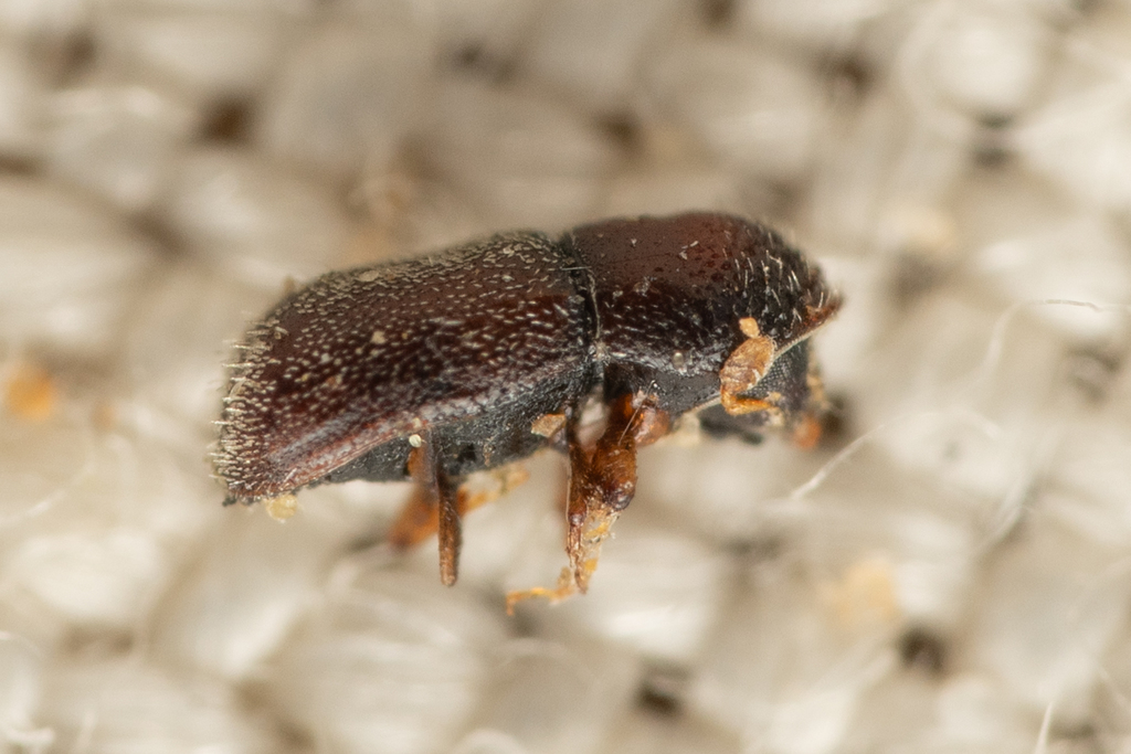 Pseudopityophthorus pubipennis