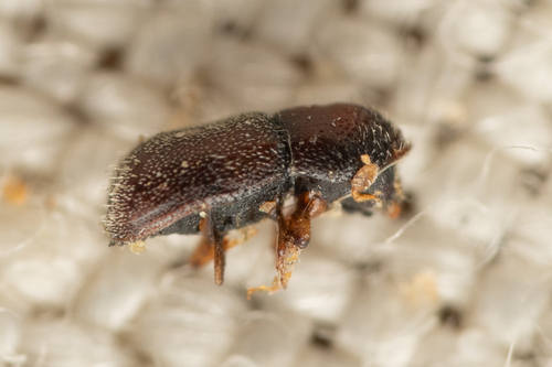 Pseudopityophthorus pubipennis