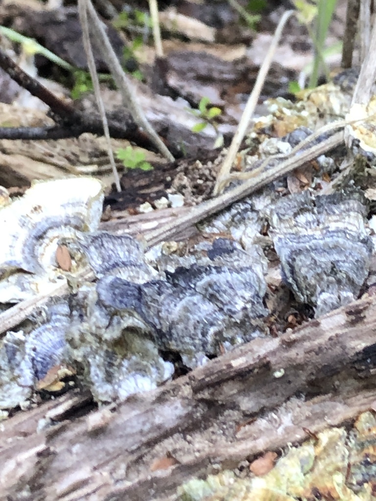 Trametes versicolor · January 2025 · photo: © richardlitt (iNaturalist, cc0)