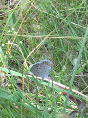Plebejus samuelis