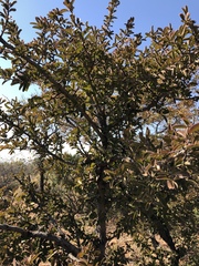 Ximenia caffra caffra