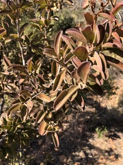 Ximenia caffra caffra