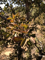 Ximenia caffra caffra