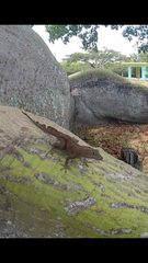 Anolis cristatellus cristatellus