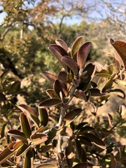 Ximenia caffra caffra