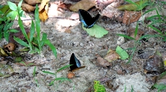 Lexias pardalis