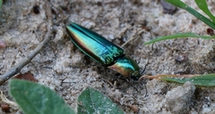 Campsosternus auratus