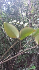 Peponidium
