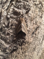 Automeris zephyria