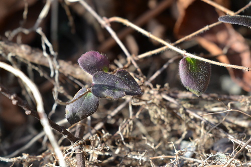 Pink Honeysuckle winter