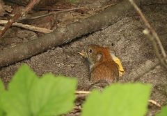 Clethrionomys glareolus