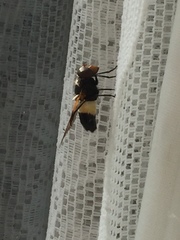 Volucella pellucens