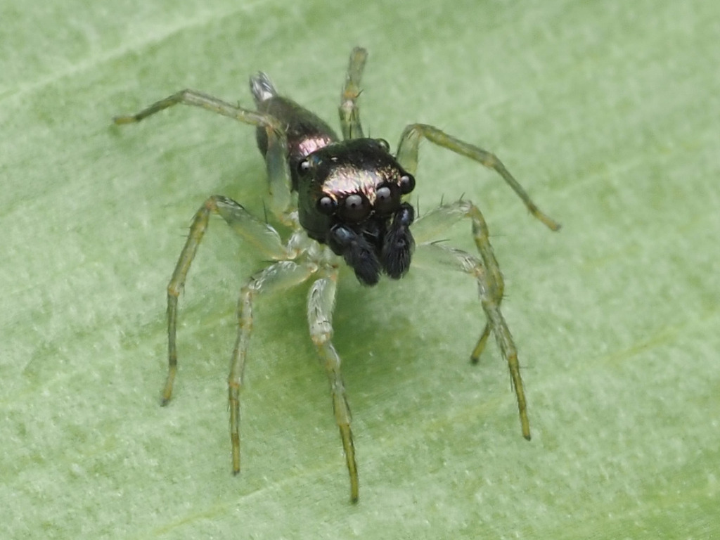 Maeota setastrobilaris