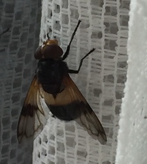 Volucella pellucens