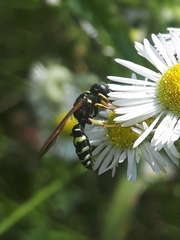 Philanthus bilunatus