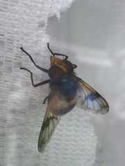 Volucella pellucens
