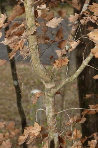 Image of Acer floridanum by (c) Reid Hardin, some rights reserved (CC BY)