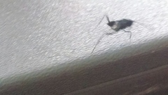 Evania appendigaster