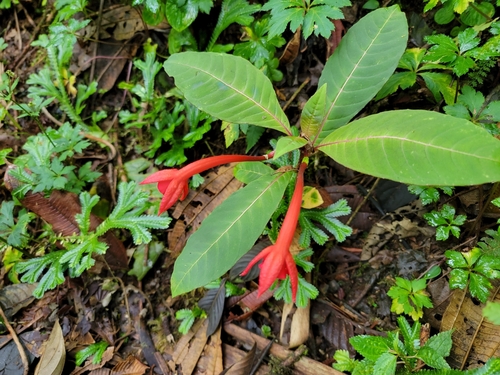Fuchsia macrostigma (Fuchsia macrostigma)
