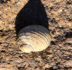 Nerita scabricosta