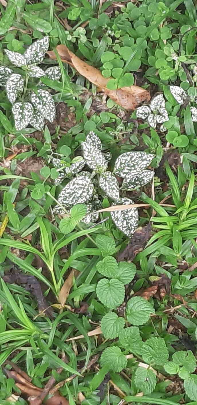 Hypoestes phyllostachya