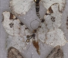 Macaria notata