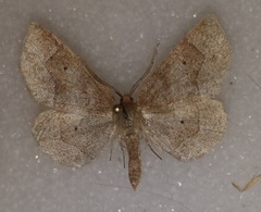 Metarranthis hypochraria