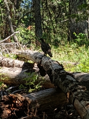 Dendragapus obscurus